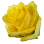 Tara Roses d'Equateur Ethiflora